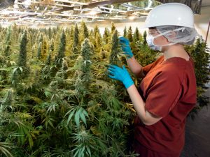 Grow Medical Marijuana