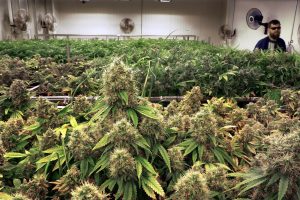 Growing medical marijuana in Illinois